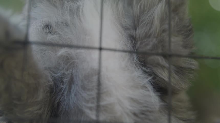 A puppy dog attempts to climb up a fence