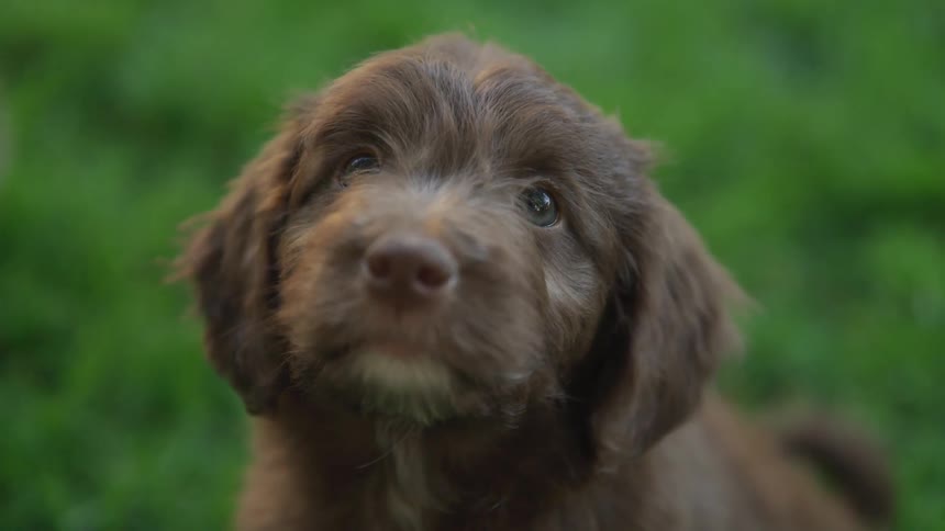 A small brown dog looks up while sitting in the grass