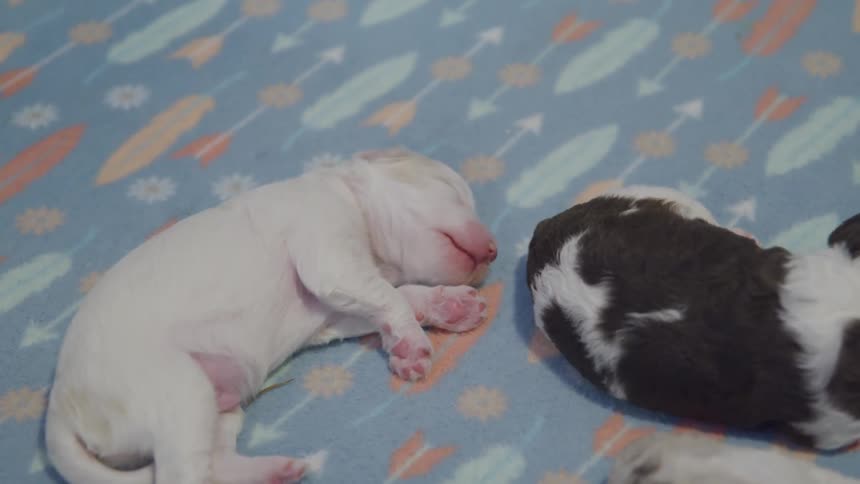 Newborn puppies sleeping on a blanket