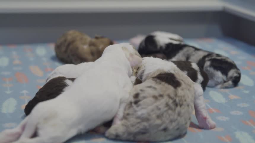 Puppies are in a room together