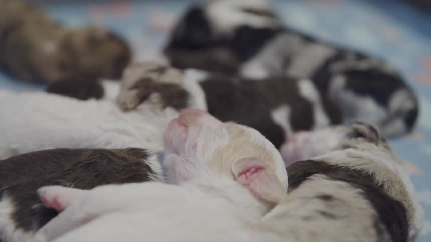 A group of puppies are sleeping together