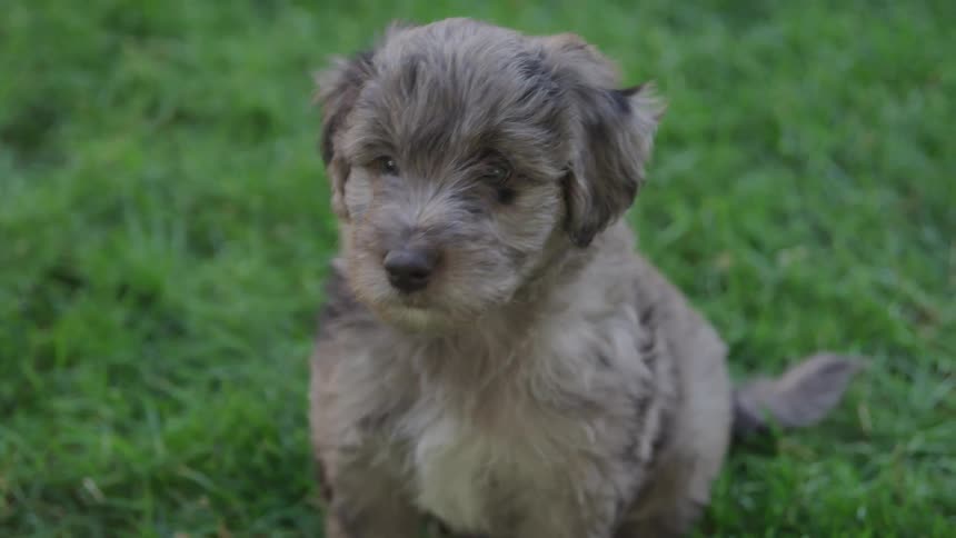 A puppy is outdoors in the grass