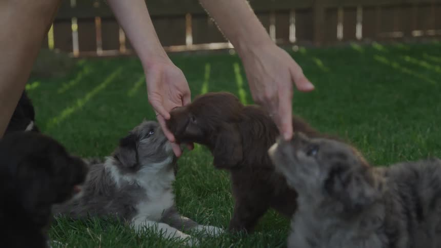 A man is playing with dogs outdoors in their lawn