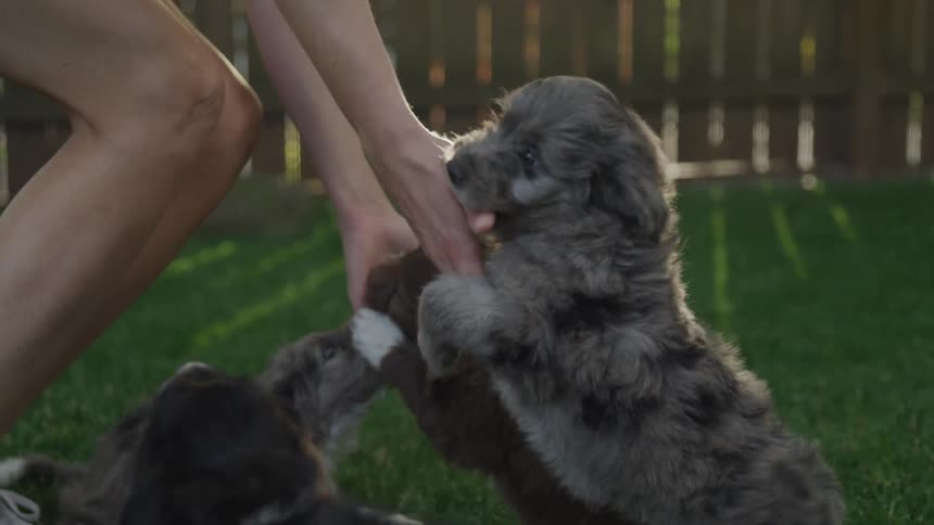 A person is playing with puppies in the yard