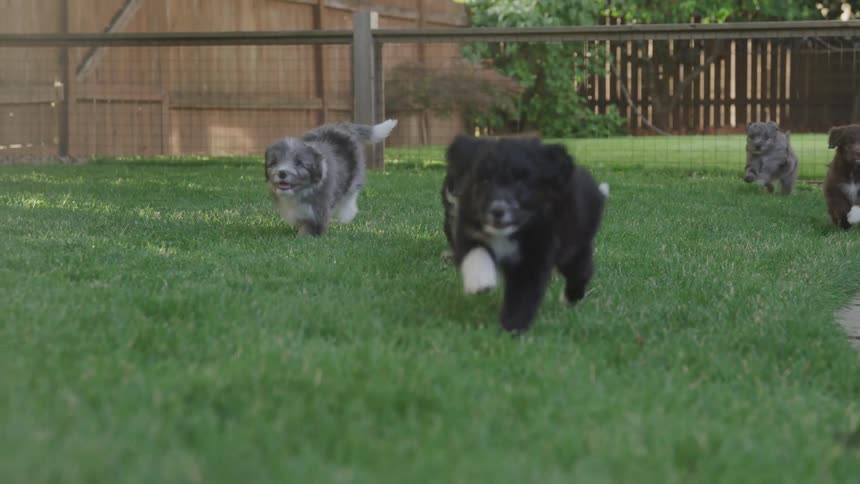 A large litter of black gray and brown puppies runs across the grass in a yard