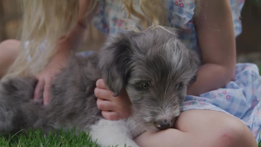 Young girl pets puppy in lap