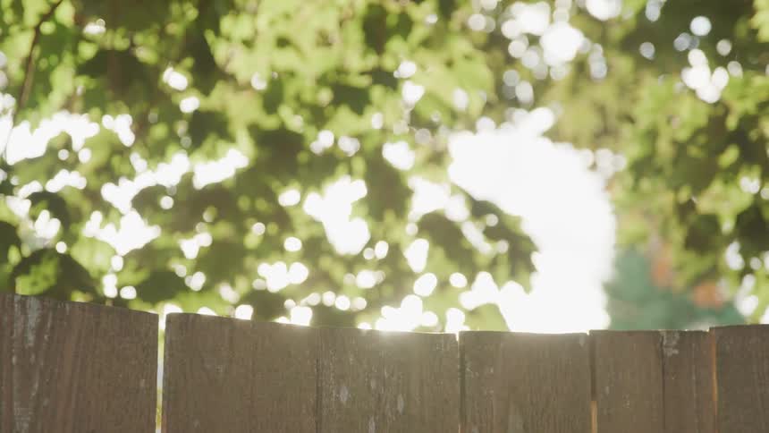 Sun light shining through the trees near a fence