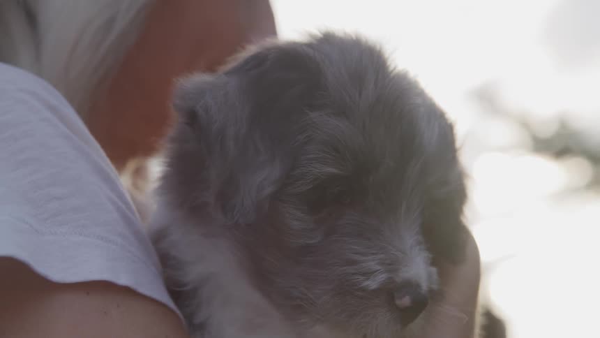 A woman holding a puppy