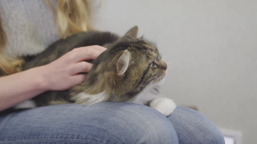 A woman sits with a cat in her lap and pets it