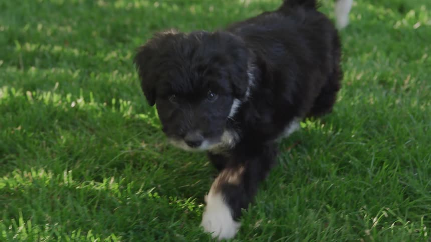 A puppy runs across grass