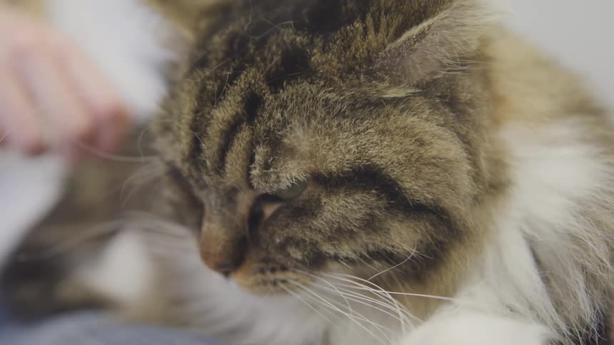 Person petting a cat