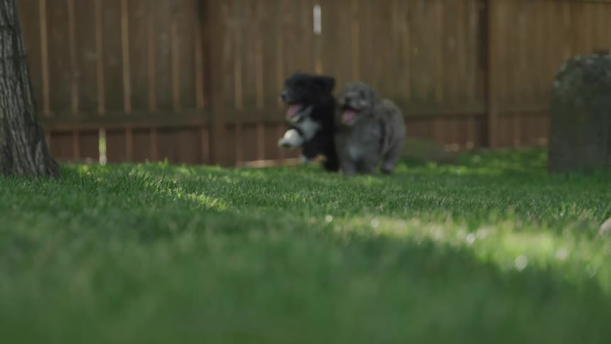 Puppies run across a lawn