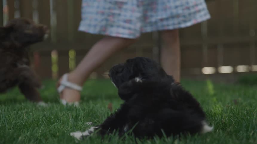 Puppies and a young girl play in a fenced yard