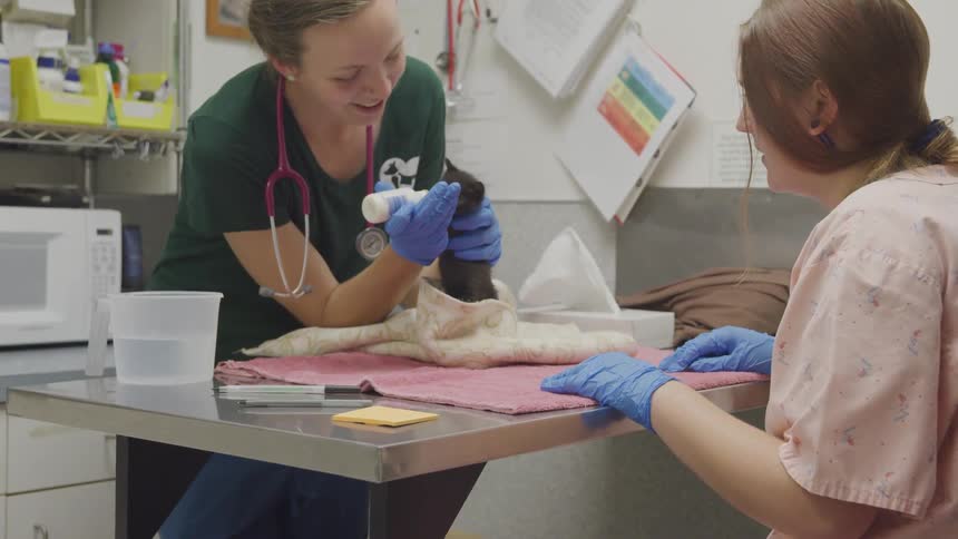 A woman veterinarian feeding a kitten milk from a bottle while another woman looks on
