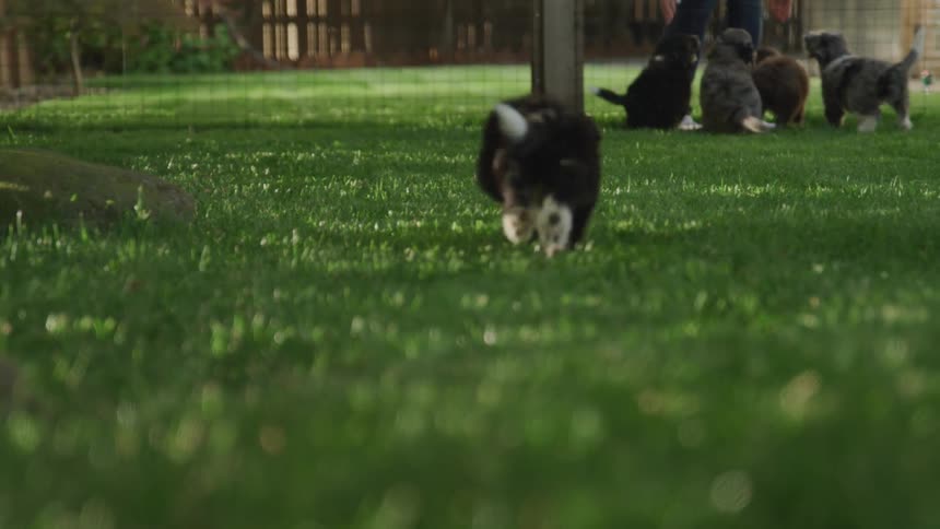 A puppy running in the grass towards four other puppies and a woman