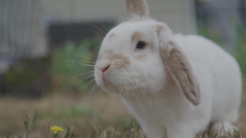 A rabbit is walking on a field