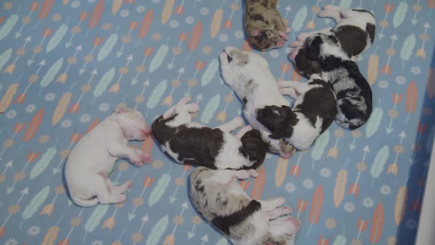 A litter of newborn puppies sleep on a rug