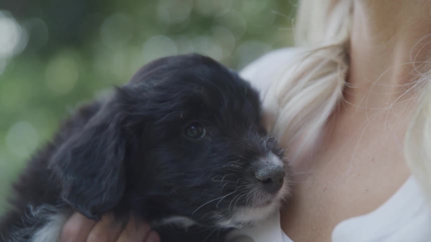 A puppy dog snuggles up to its owner