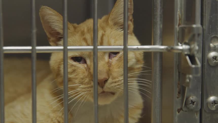An orange cat with a sad face stares through the bars of a cat prison
