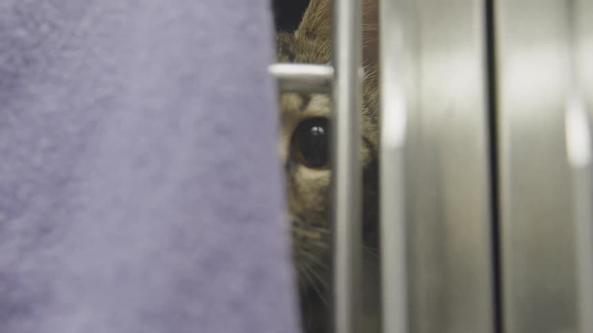 A cat looking through small gaps on the fence
