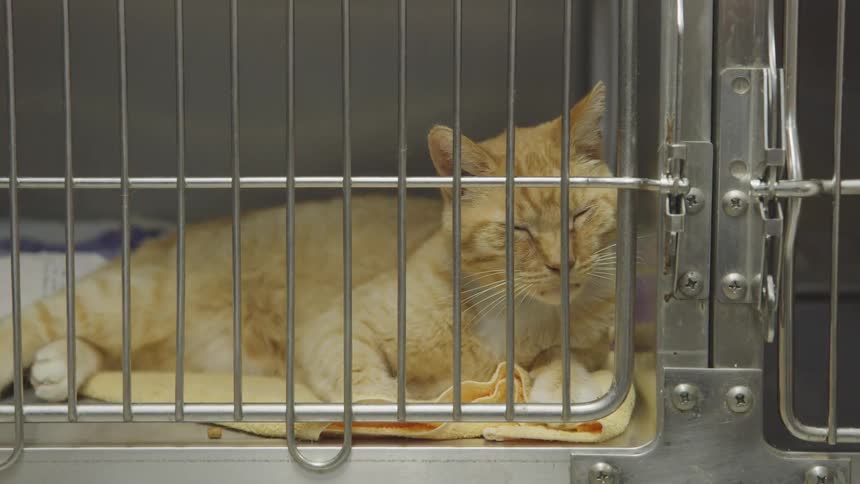 An orange cat is sleeping on an orange towel in a stainless steel crate with a closed gate