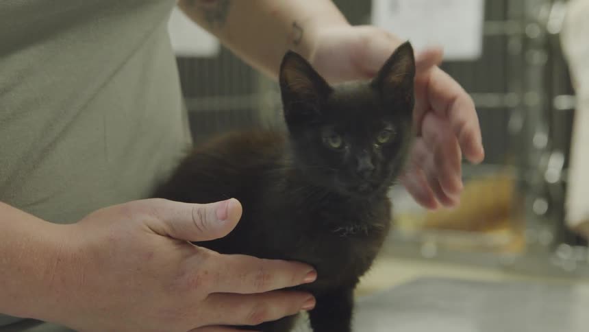 A woman with a tattoo on her arm pets a black kitten