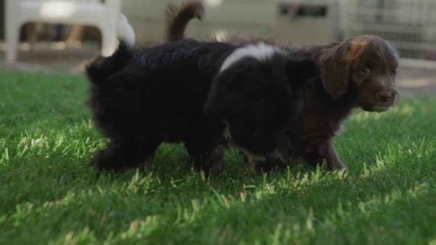 A brown puppy is walking through the grass calmly when a black and white puppy runs up and mouths the back of his neck trying to get him to play