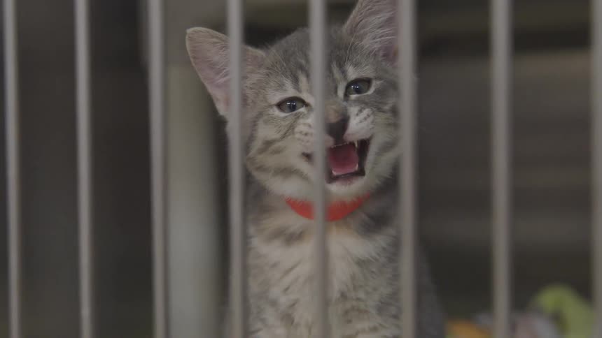 A kitten meows in a cage