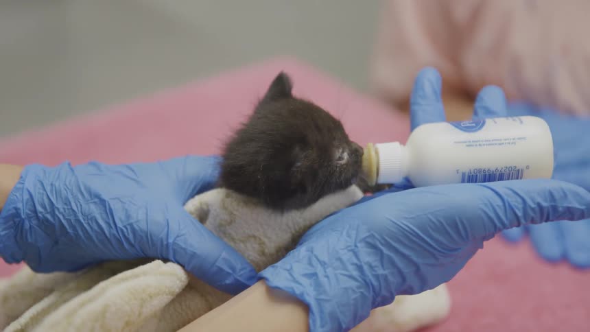 A vet wearing blue latex gloves feeds a black kitten with a bottle
