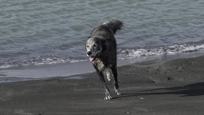 Dog Running Along Sandy Beach Shoreline Under Bright Daylight With Waves in Background.