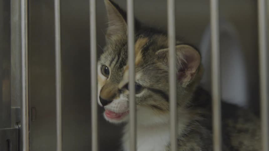 A kitten in a cage meows