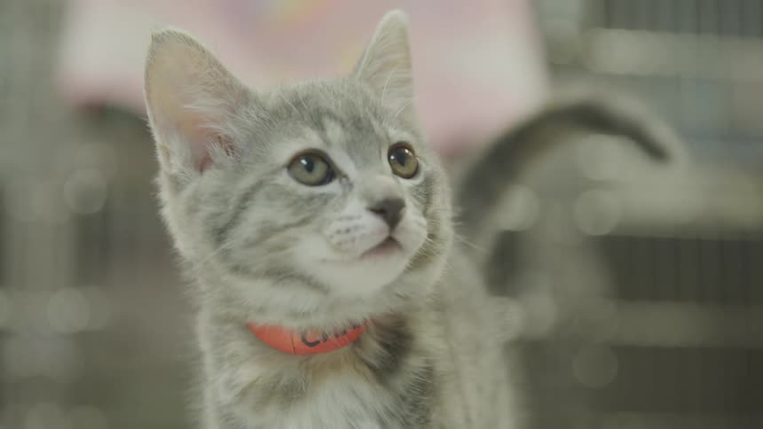 A young grey striped cat with an orange collar stares at something