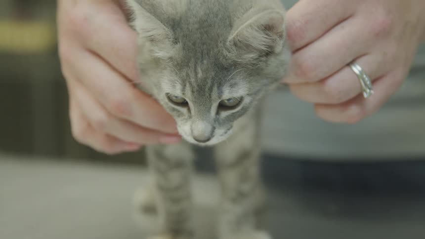 A kitten being petted
