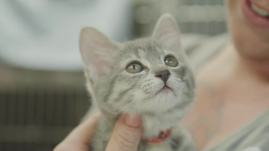 Woman pets kitten while holding it