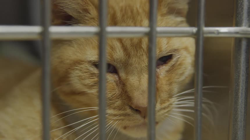 A cat sits in a cage and looks out