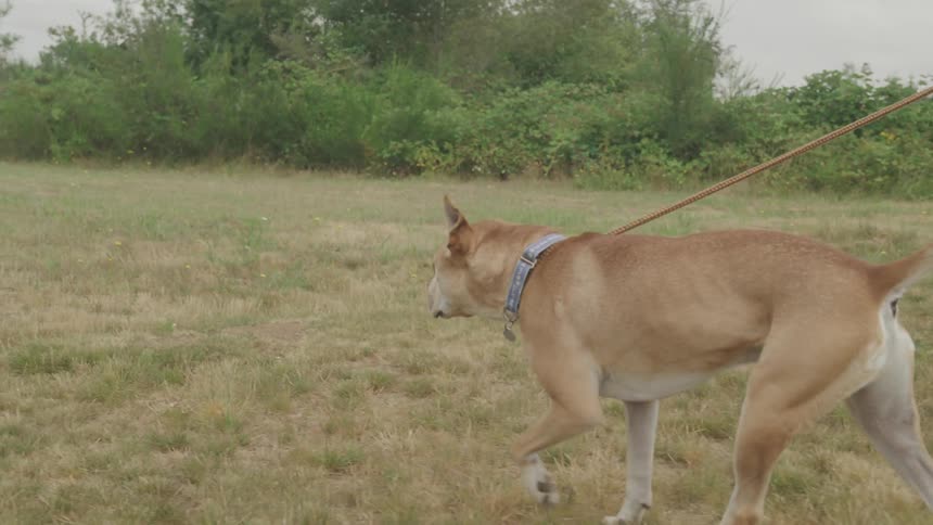 A dog on a leash is walking briskly with its owner through a field of dry grass that is surrounded by brush