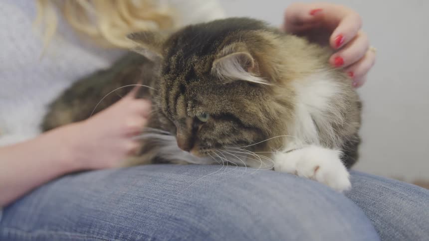 Woman pets long haired cat sitting in her lap
