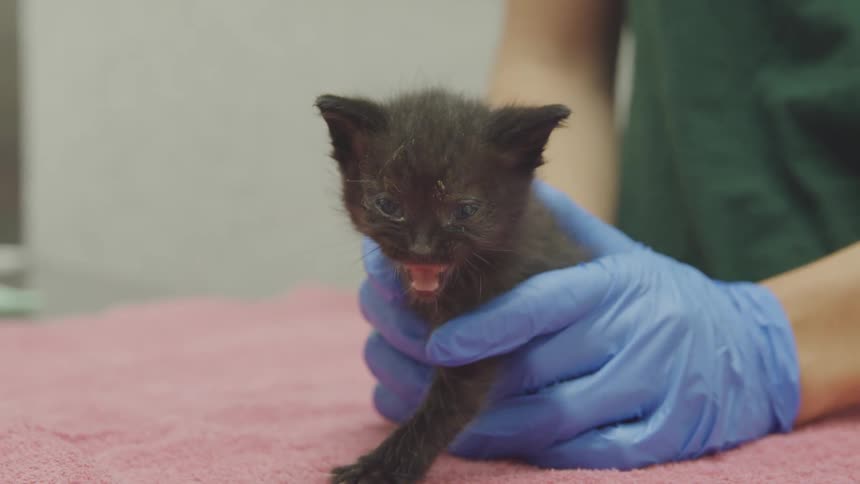 A person wearing surgical gloves holds a kitten on a table