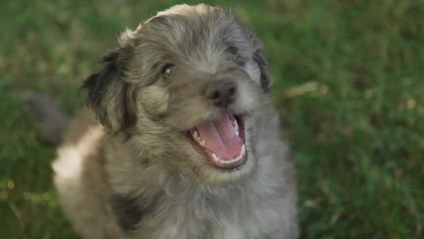 A gray puppy sits on some green grass with his mouth open then looks to his left