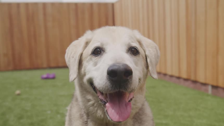 A very happy yellow dog stares into the camera with his tongue out