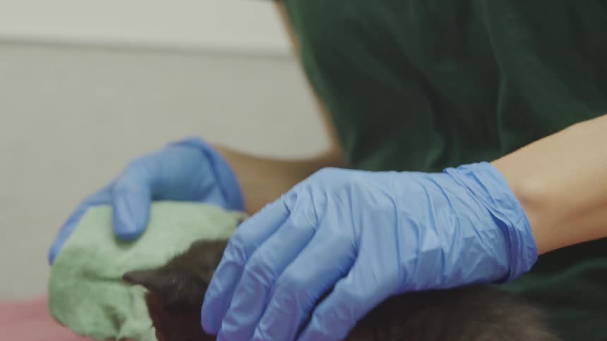 A female wearing green scrubs and blue medical gloves holds a kitten in one hand and wipes of its face with a cloth using the other hand