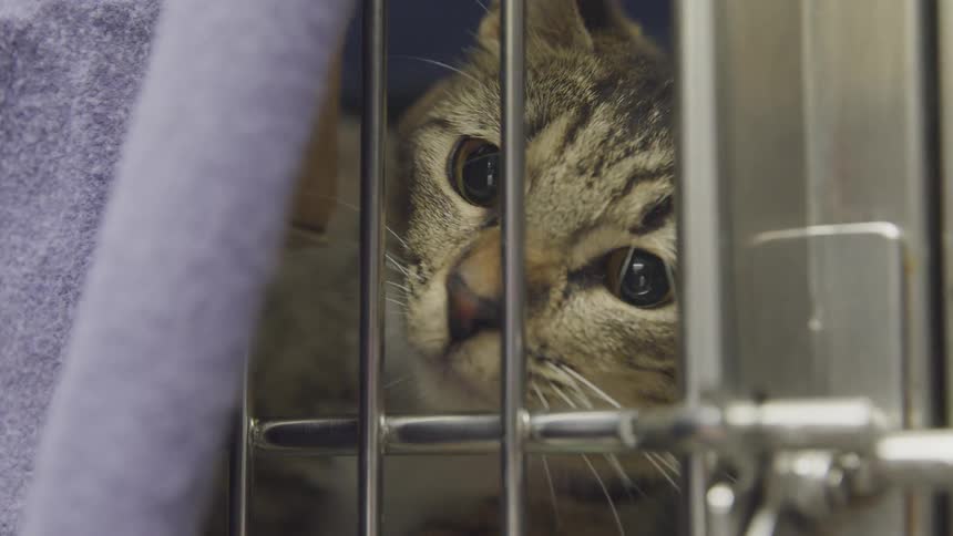 A gray cat looks curiously through the bars of its cage as it plays with a lavender cloth covering its cage door