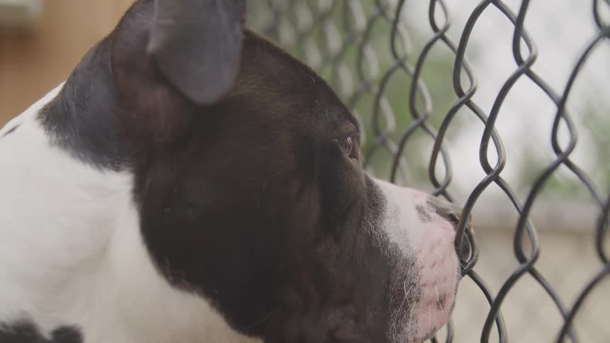 A dog looking through a chain link fence