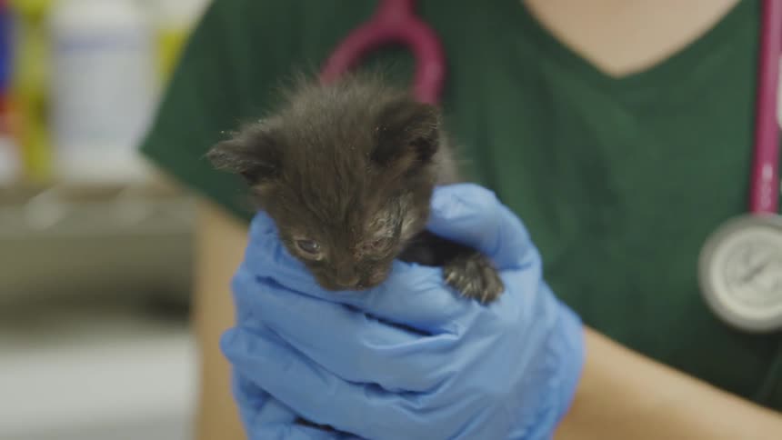 Woman wearing gloves holds a kitten in her hands
