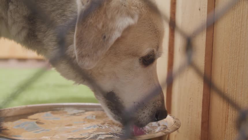 A dog drinking water from a bowl