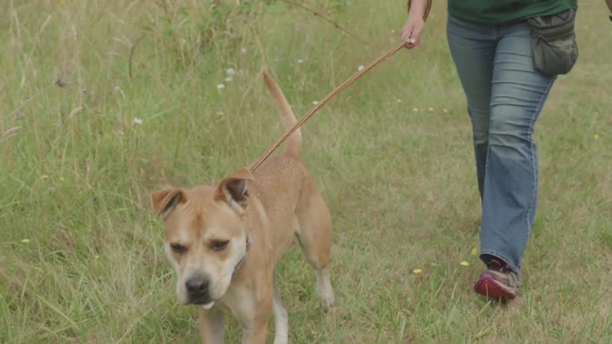 A female is walking a light brown dog on a slip lead through a grassy field