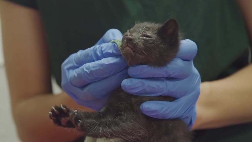 Woman wearing gloves tends to a baby animal