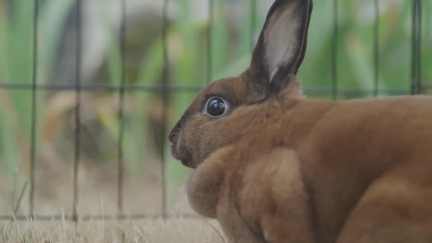 A rabbit sniffs and stands still