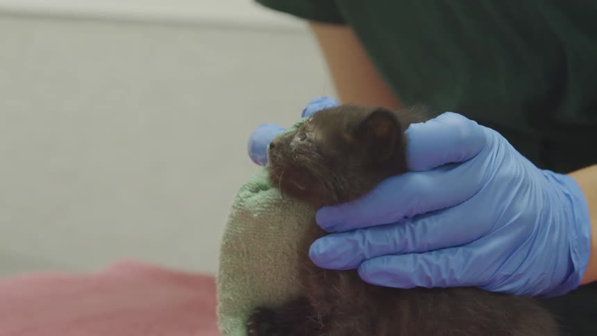 Kitten having face wiped off with a towel by someone in blue gloves
