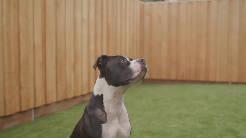 A black and white pit bull licking his mouth at the garden